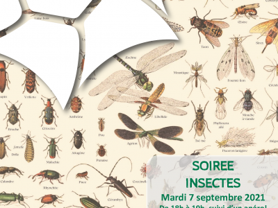 Affiche soirée insectes