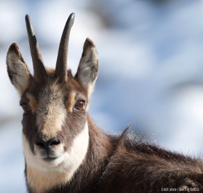 Chamois