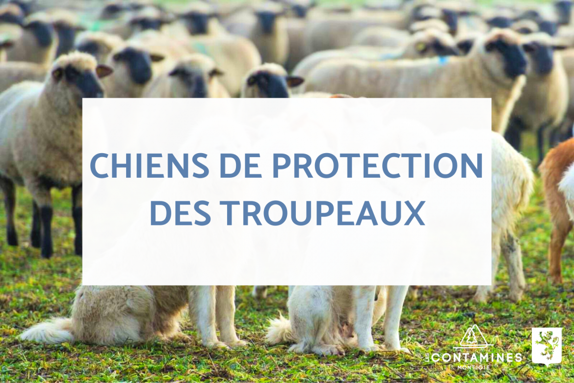 chiens de protection